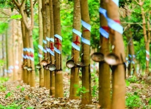 TT cao su châu Á ngày 4/7/2019: Giá tại Tokyo giảm phiên thứ 3 liên tiếp